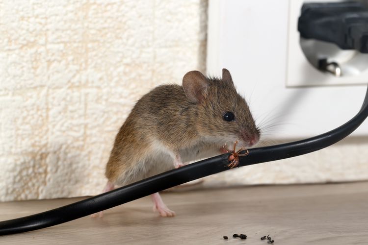 Ilustrasi tikus menggigit kabel listrik. (SHUTTERSTOCK/TOROOK)